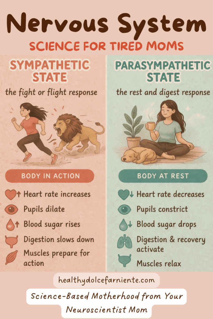 Healthy Dolce Far Niente Explained: Parasymphatethic vs Symphatetic response