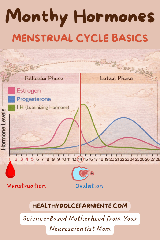 Cycle-Syncing with Some Natural Support: your hormone leveles during each phase